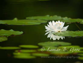Lily on The Emerald Pond
