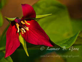 Trillium Brilliance