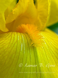 Velvet Sunshine