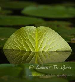 Intricate Pattern of Life