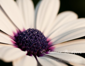 Purple Sunshine
