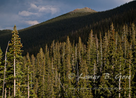 Carpeted Peaks