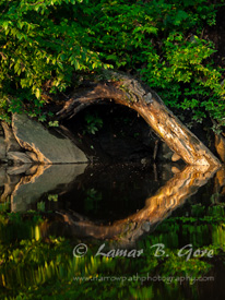 Hearts of the Natural World
