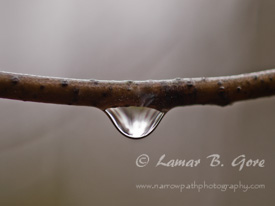 Nature's Tiny Looking Glass