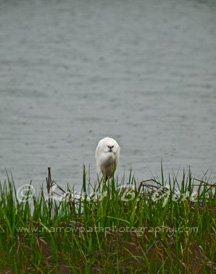 Egret's Defiance