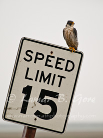 There Are No Limits