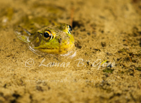 Peering Through Camouflage