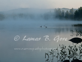 Long Lake Loons
