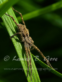 Spider at Rest