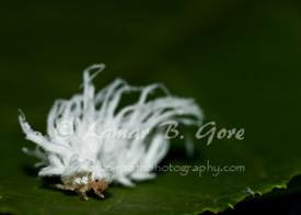 Wandering Wooly Worm
