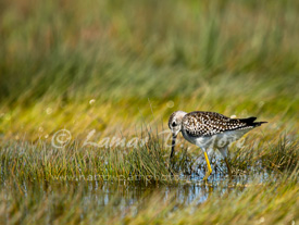 Foraging Yellowlegs