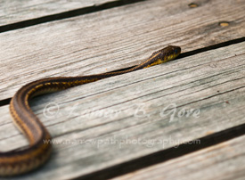 Wandering Garter