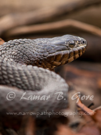 Basking Water Snake