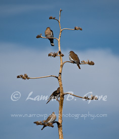 Balancing at Bosque