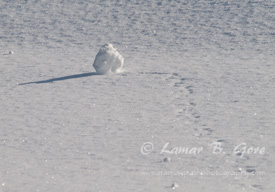 Winter's Footsteps