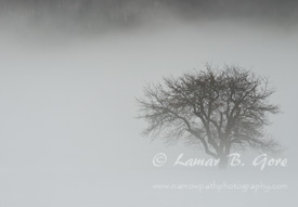 Shrouded Wisdom