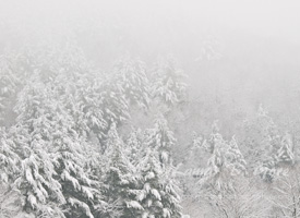 Clouded Forest in Shelburne